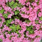 azalea II